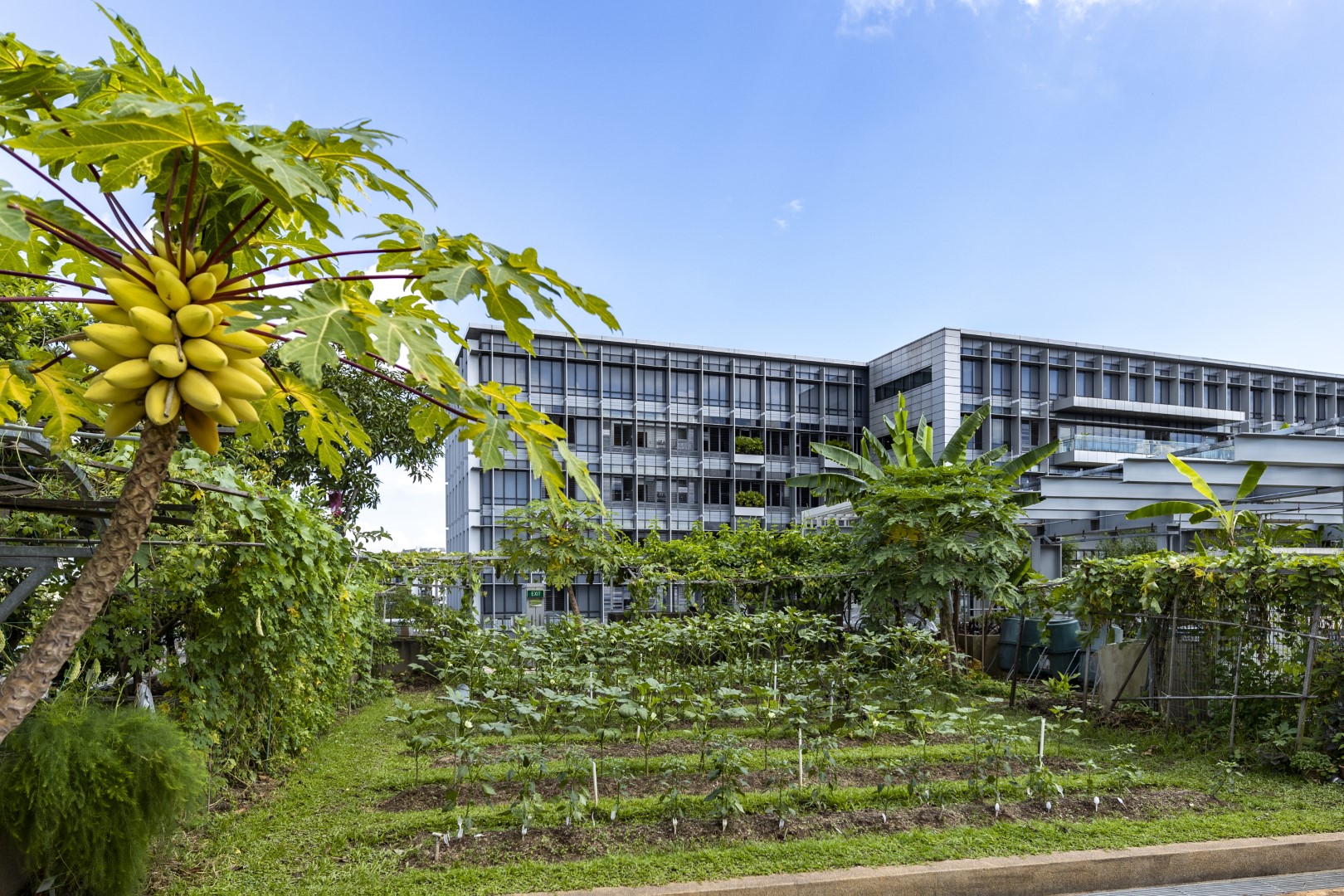 This urban farming area in Khoo Teck Puat Hospital promotes healing and wellness in the community